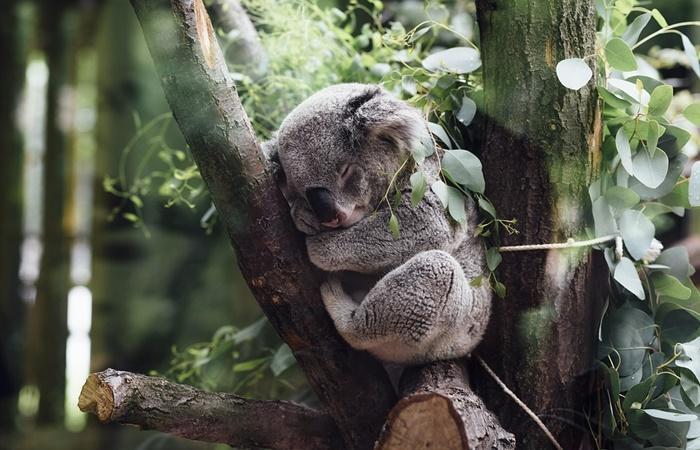 Kuriositäten über Australien: Koalas und andere endemische Arten