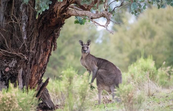 Australisches Känguru