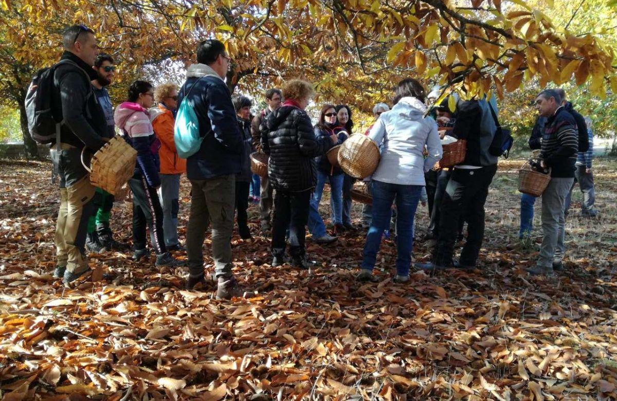 Pilze sammeln in Kastilien und León: Rabanales