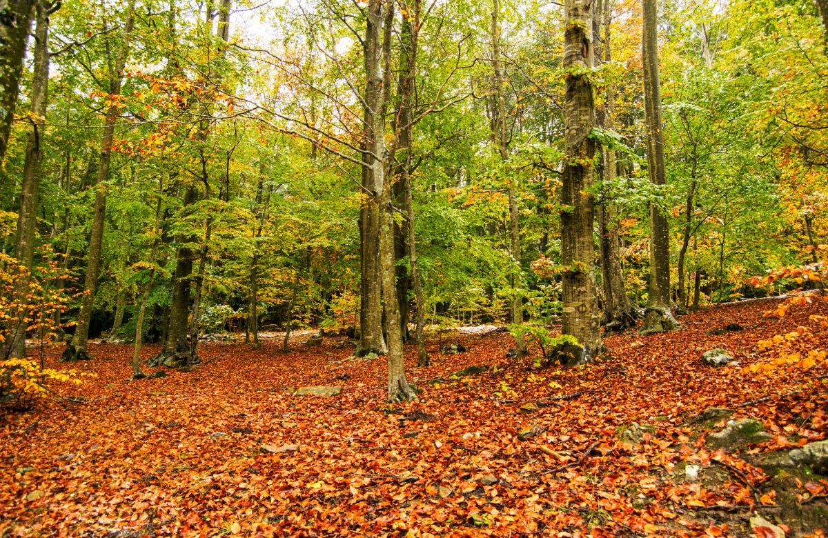 Naturpark Montseny im Herbst
