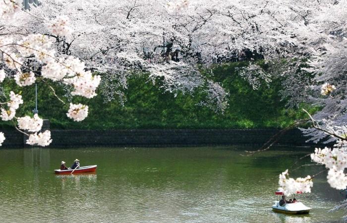 Kuriositäten über Japan: Wenn die Kirschblüten blühen
