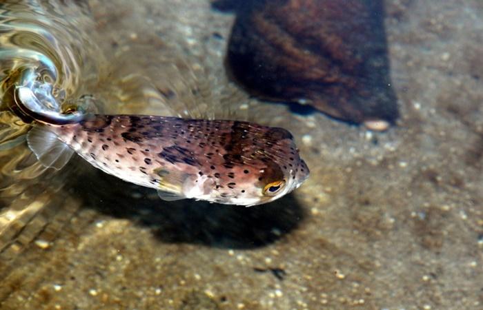 Fugu: ein hochwertiger Risikobissen