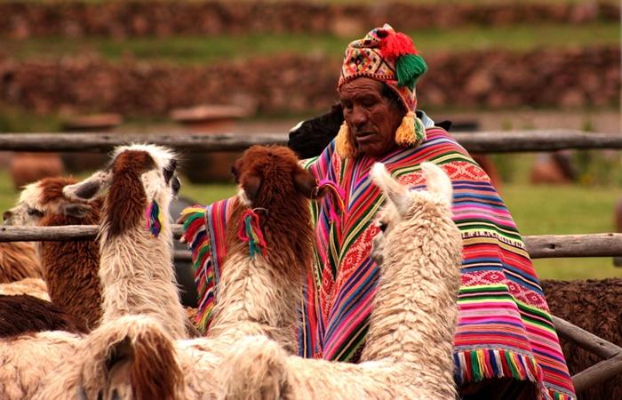 Cuidador de lhamas no Peru