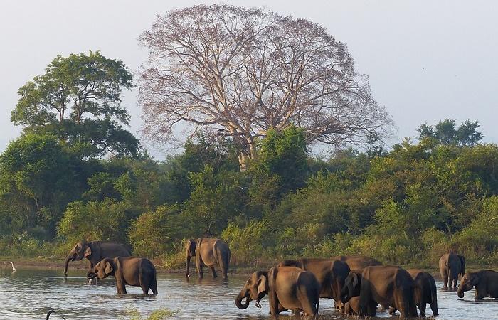 Kuriositäten über Sri Lanka