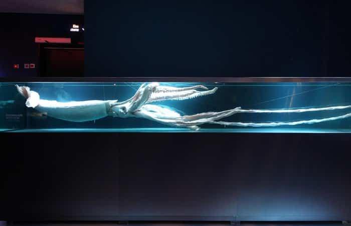 Museen in Europa: Ozeaneum, Stralsund (Deutschland)