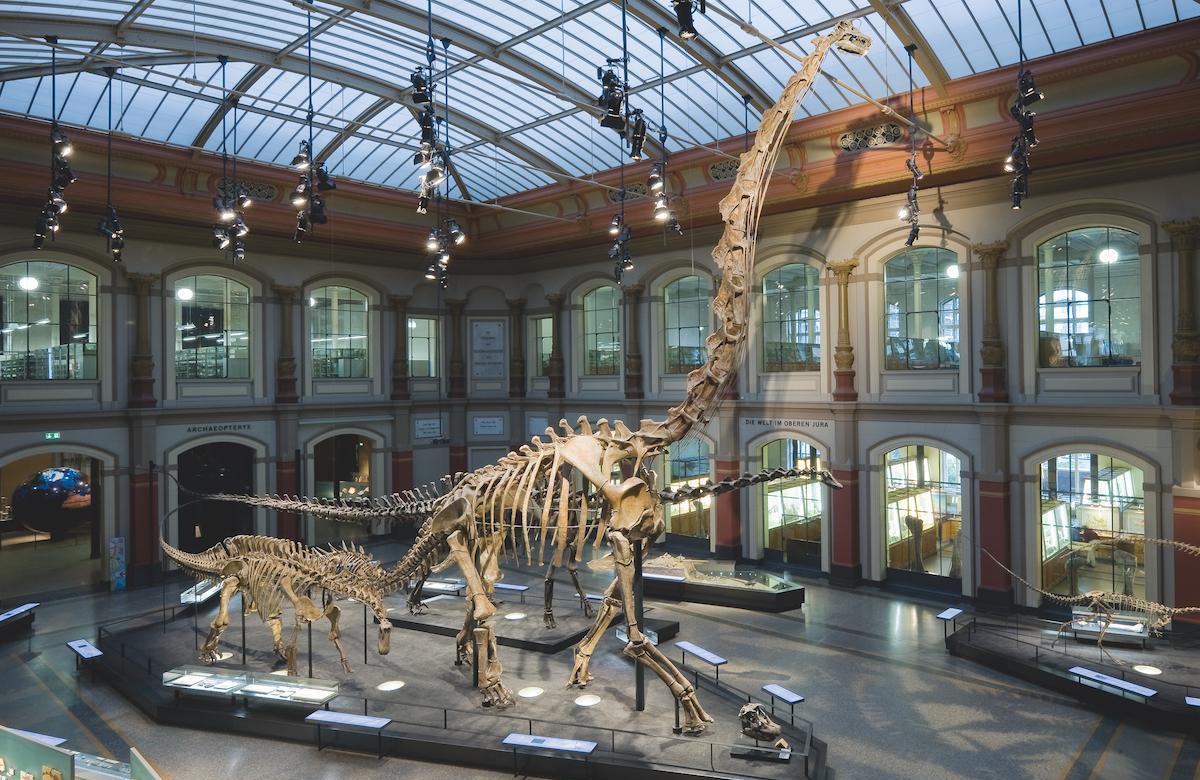Naturkundemuseum Berlin Ziele für Dinosaurierliebhaber