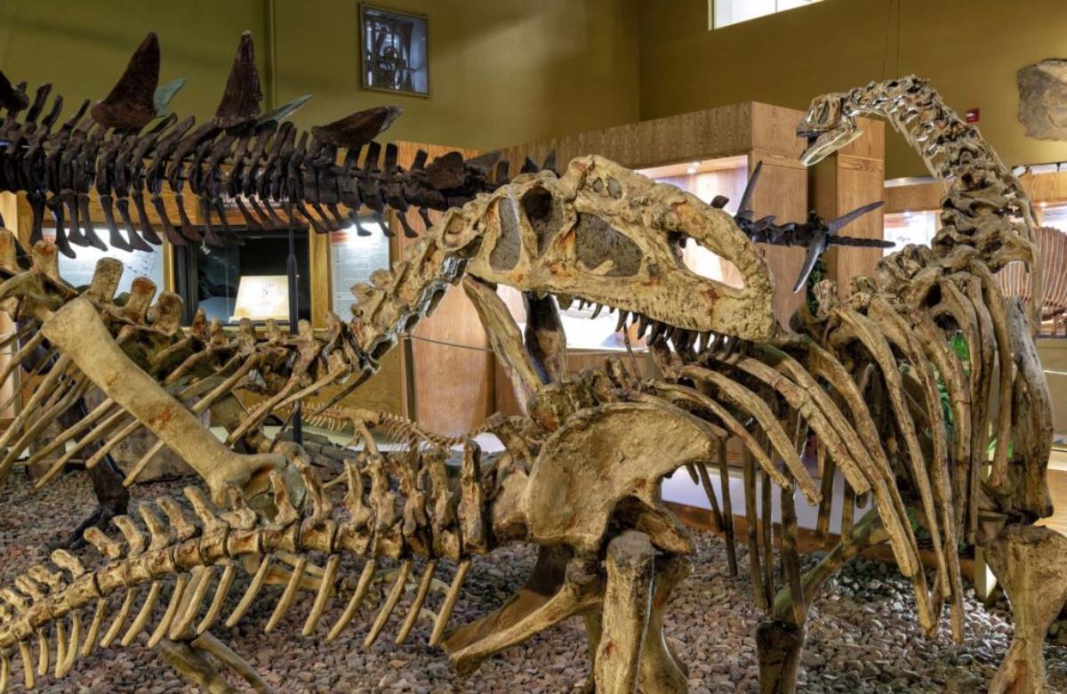 Wyoming Dinosaur Center Ziele für Dinosaurierliebhaber