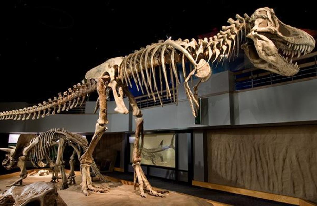 Royal Tyrrell Museum Ziele für Dinosaurierliebhaber