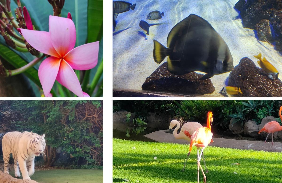 Loro Park