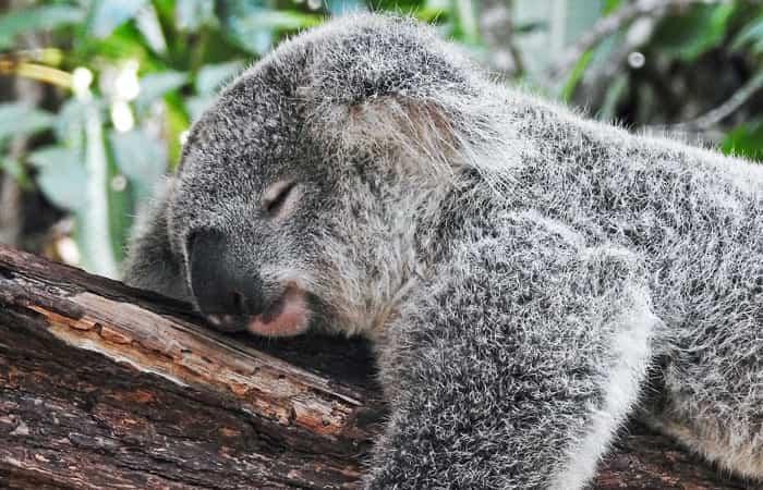 Austrália com crianças: koalas