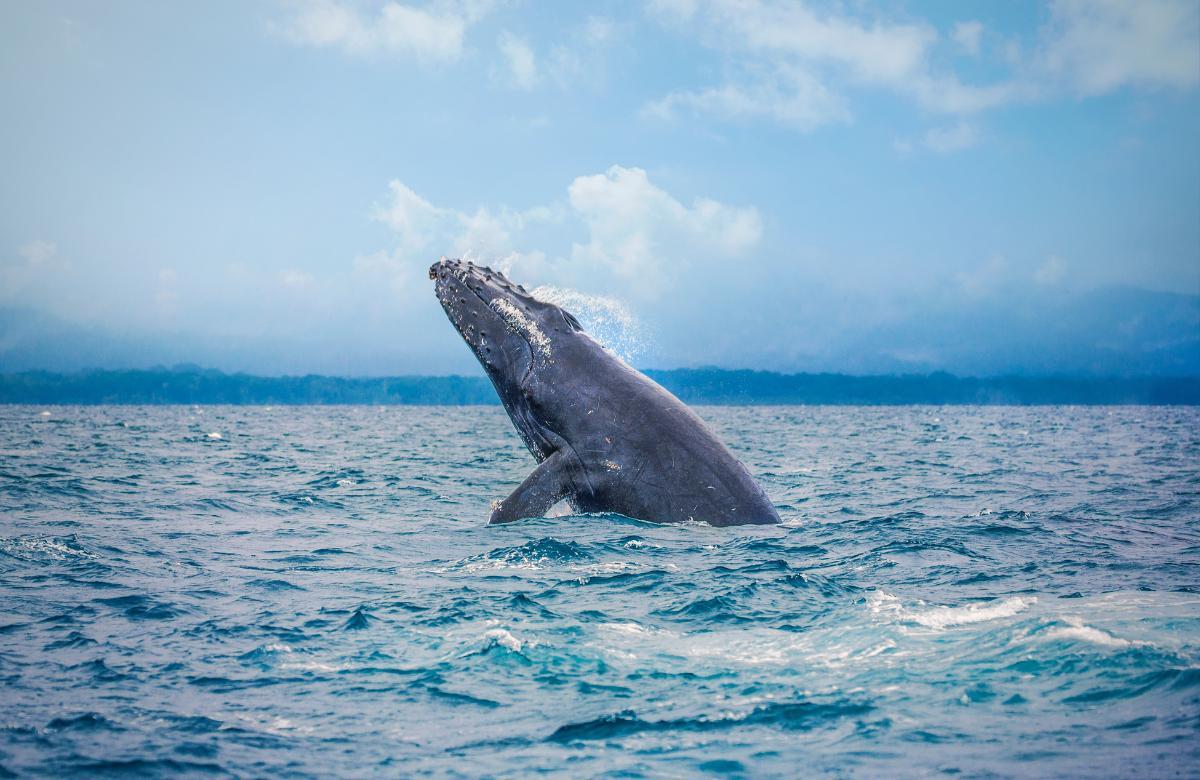 Nationalparks Costa Rica Wale