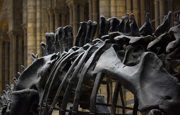London mit Kindern Naturhistorisches Museum