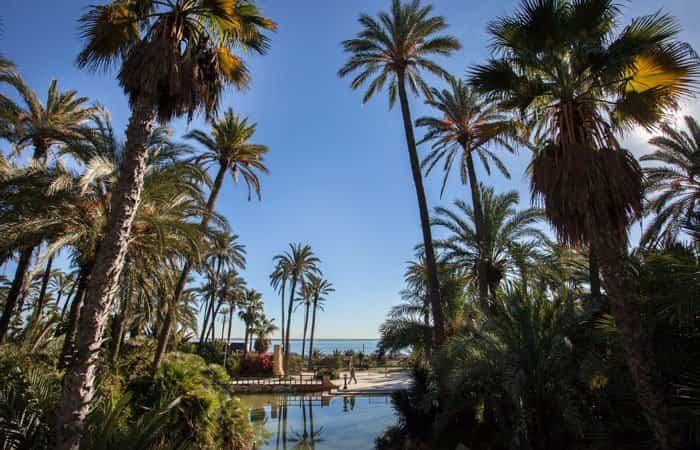 Palmenhain, Elche