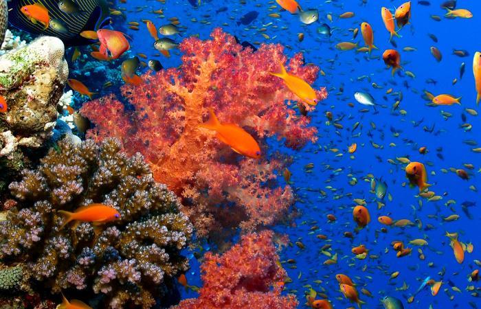 Korallenriffe der Welt, Rotes Meer, Golf von Aqaba