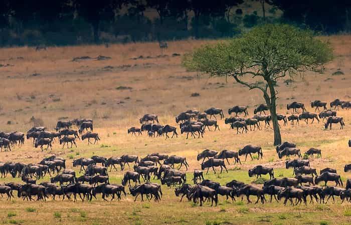 Familien-Safari