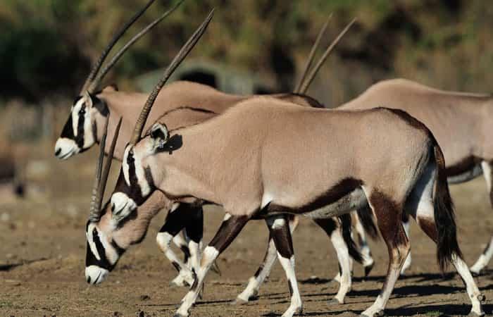 Familien-Safari