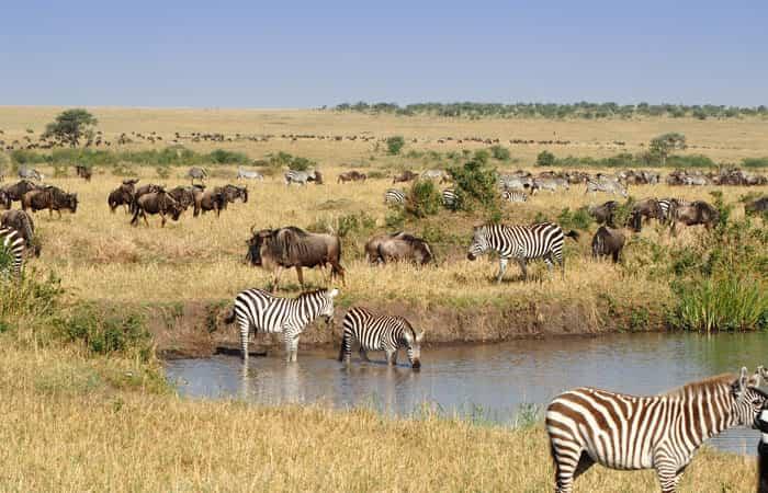 Familien-Safari