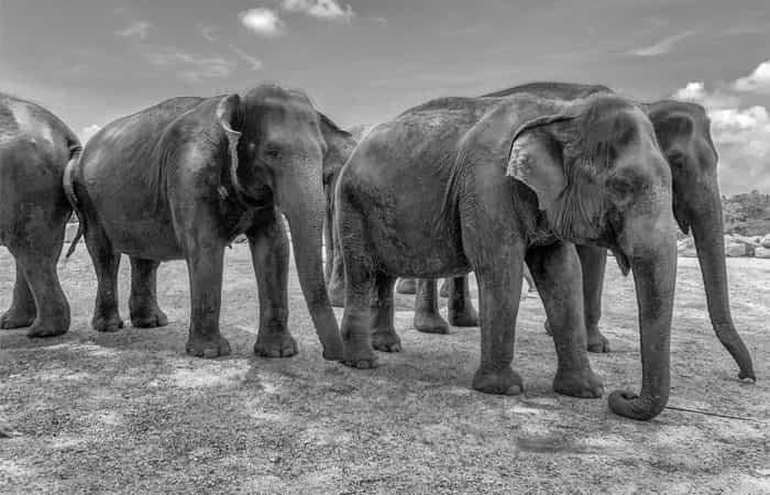 Elefanten-Safari | Quelle: Unsplash