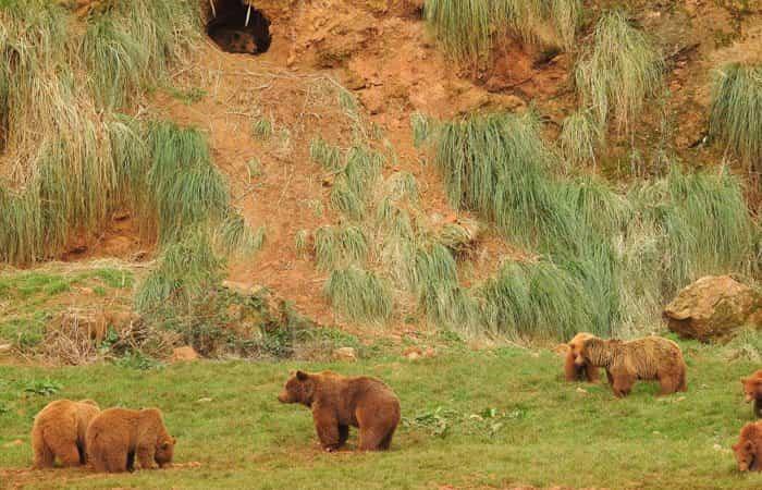Naturpark Cabárceno, Cantur