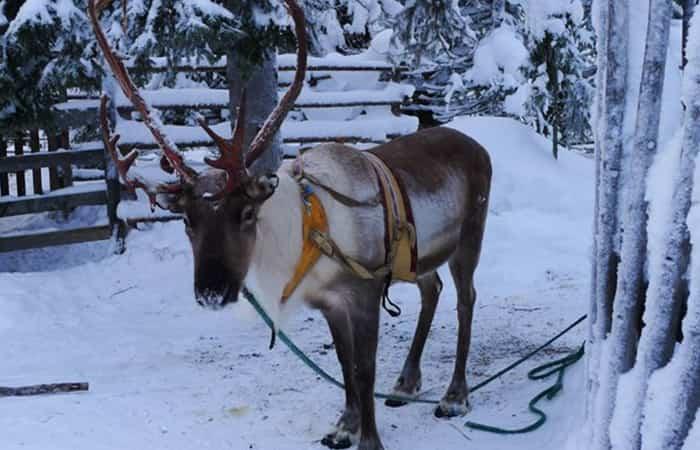 Genieße Lappland mit Kindern