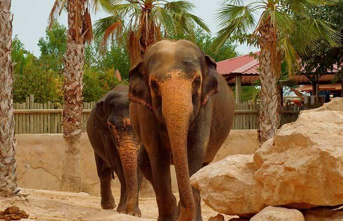 Elefantes no Terra Natura Benidorm