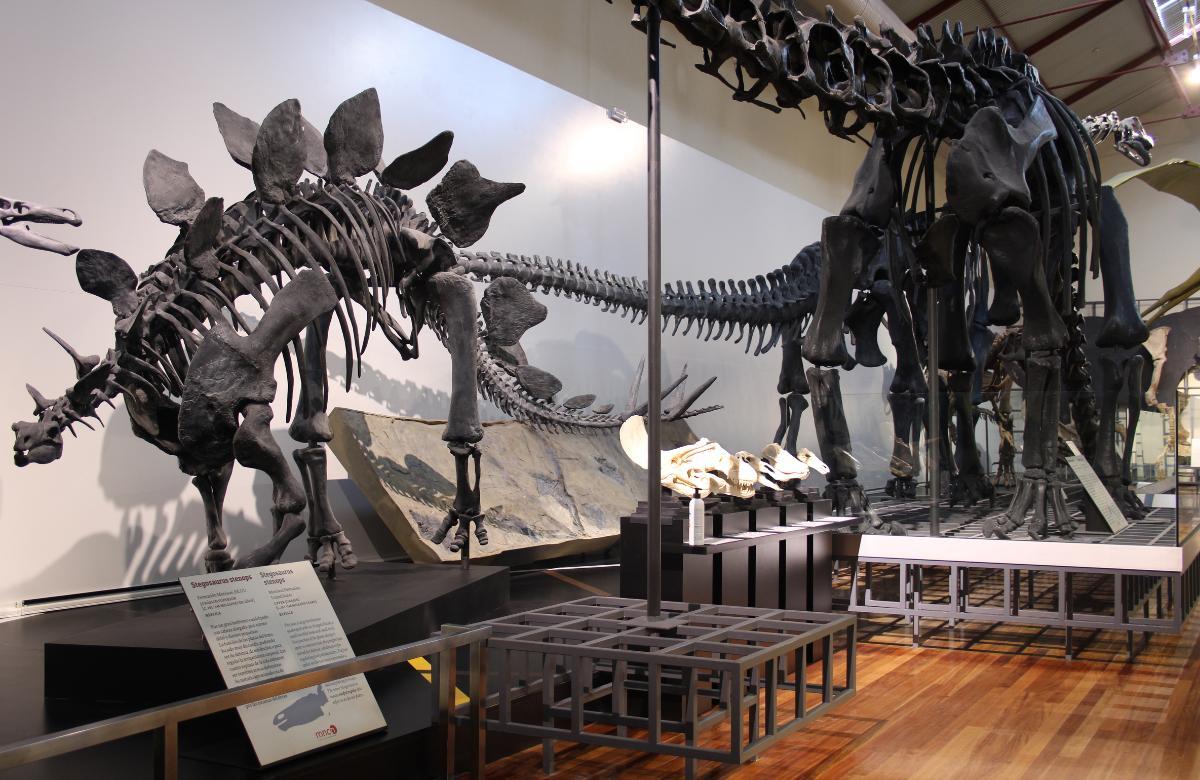 museu nacional de ciências naturais madrid