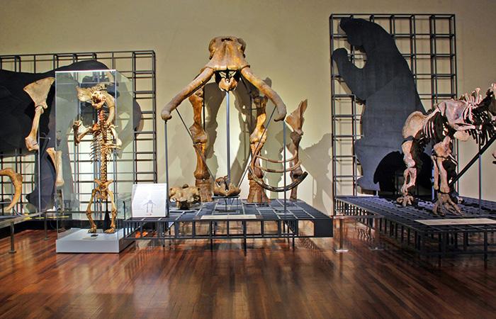 Museus grátis de Madrid: Museu Nacional de Ciências Naturais