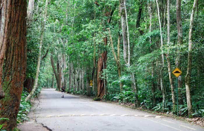 Tijuca Forest