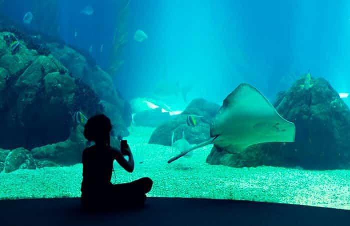 Ozeanarium von Lissabon in Portugal