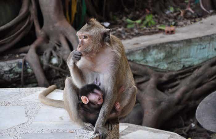 Viaggiare in Thailandia con bambini