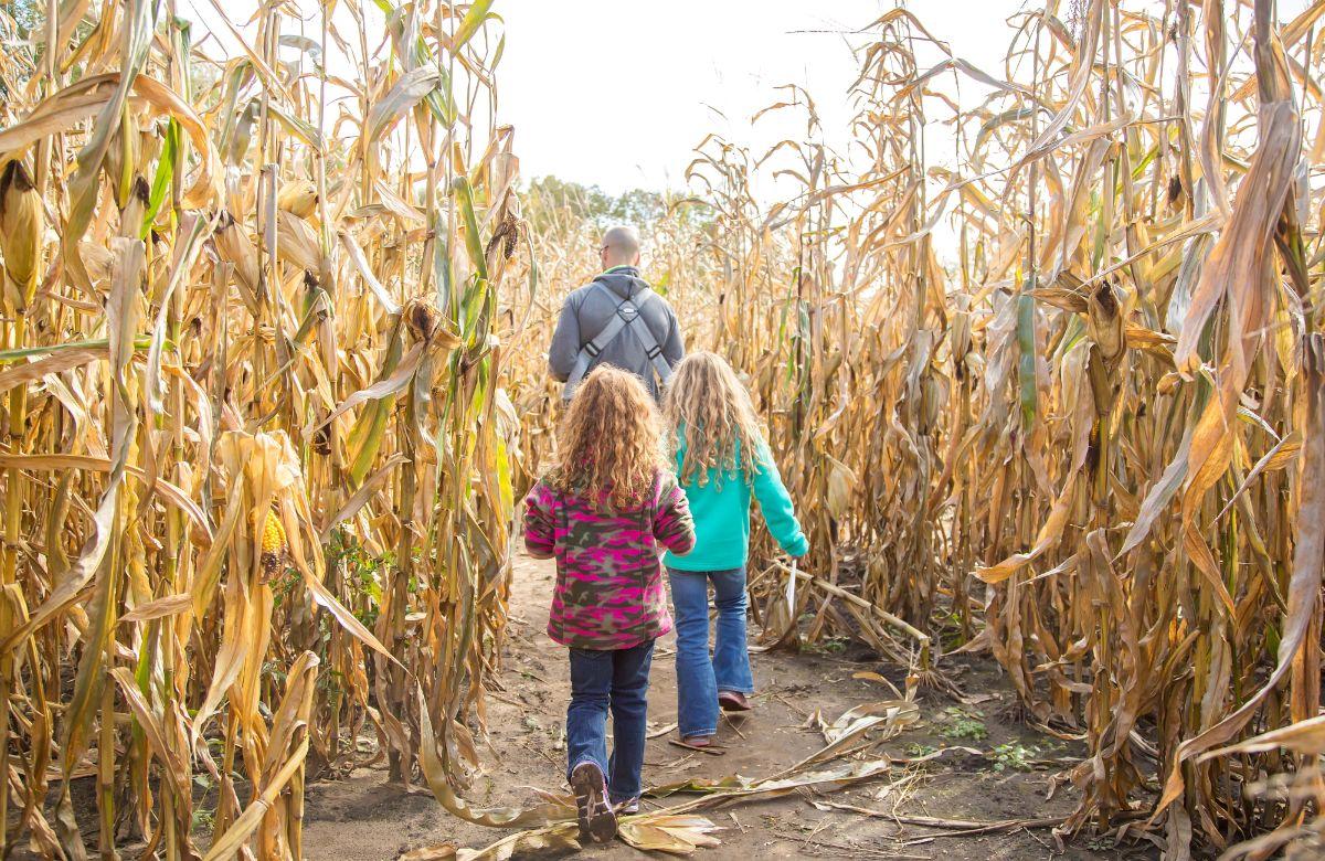 Unverzichtbare Familienerlebnisse in der Natur