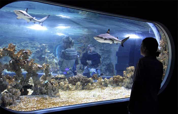 Bergen mit Kindern, Aquarium