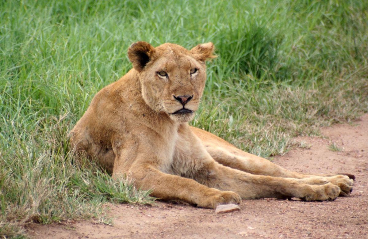 Avventure nei viaggi con adolescenti: safari in KwaZulo-Natal