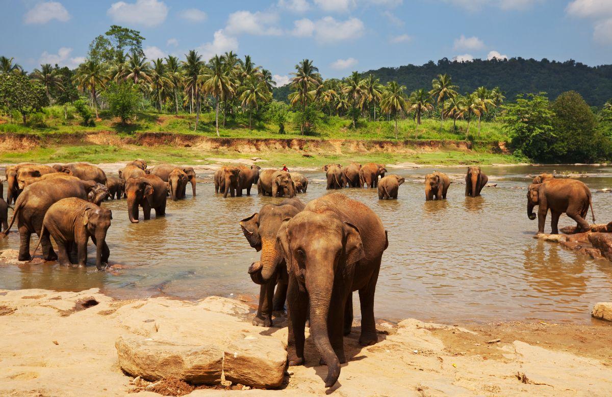 Vedere elefanti in Sri Lanka