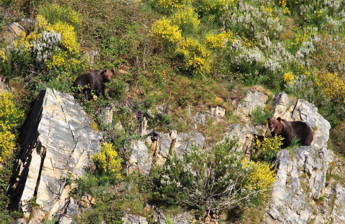 turismo responsabile in Asturias: Orsi a Fuentes del Narcea