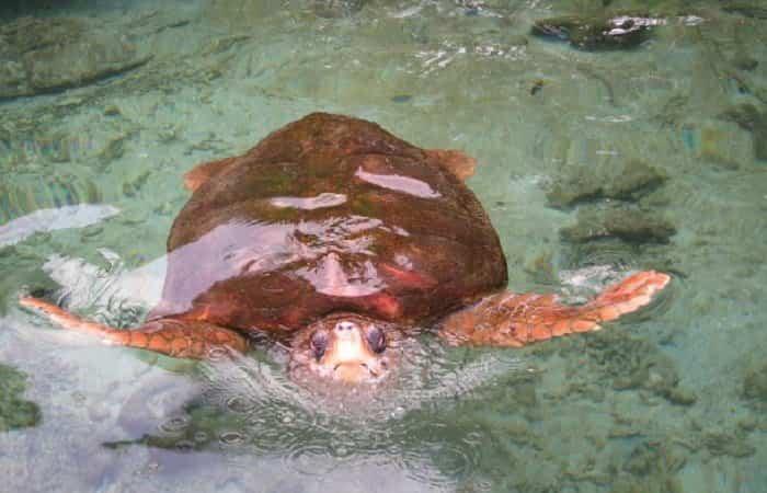Acuario de San Martín | Cartagena de Indias mit Kindern