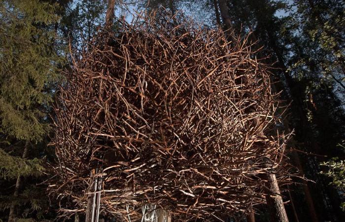 Treehotel Schweden schlafen zwischen den Bäumen
