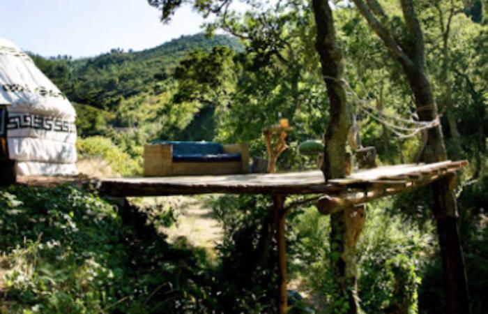 Walnut Treehouse Portugal schlafen zwischen den Bäumen