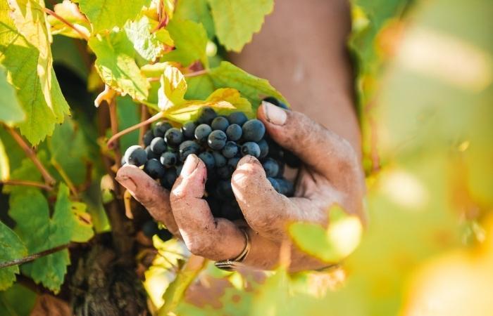 Aktivitäten zur Weinlese in der Loire