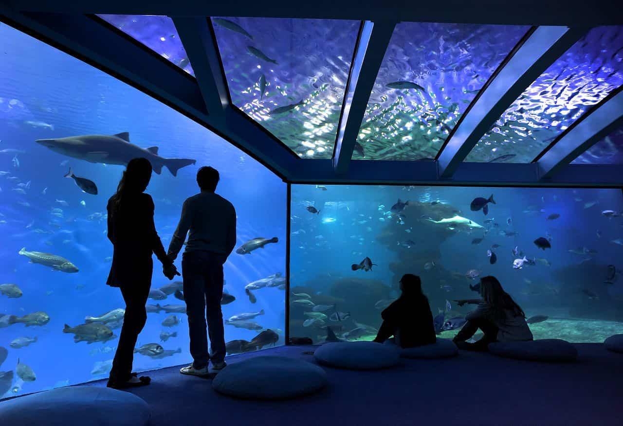 palma aquarien