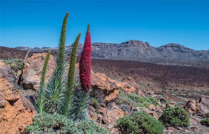 Nationalpark Teide | Kulturelles Erbe Spaniens