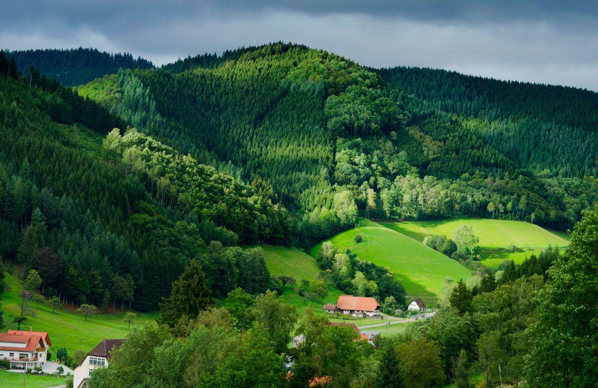 La Foresta Nera
