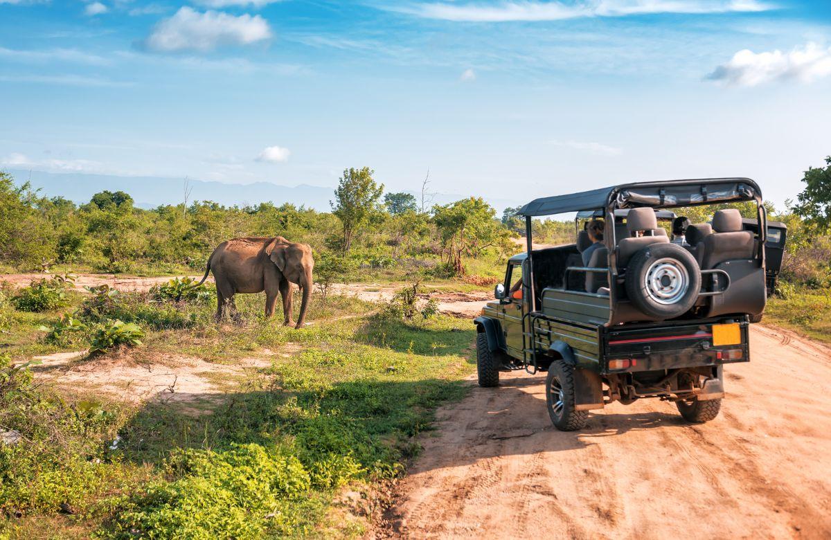 Destinazioni preferite: Safari in Africa