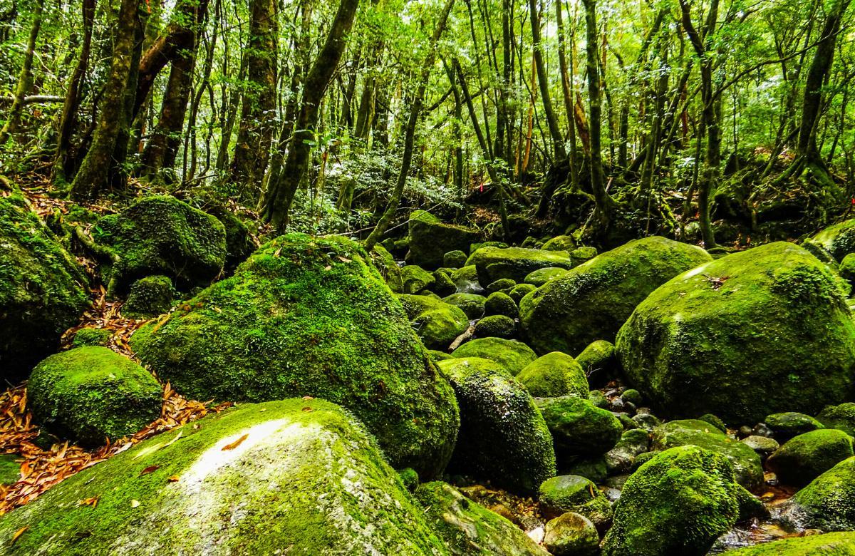 stille Orte Yakushima-Insel
