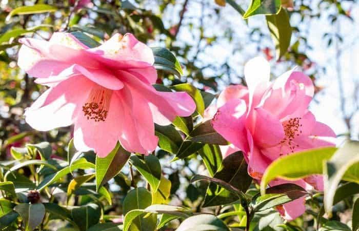 attività per la primavera a Madrid: Fiori del Giardino Botanico Reale