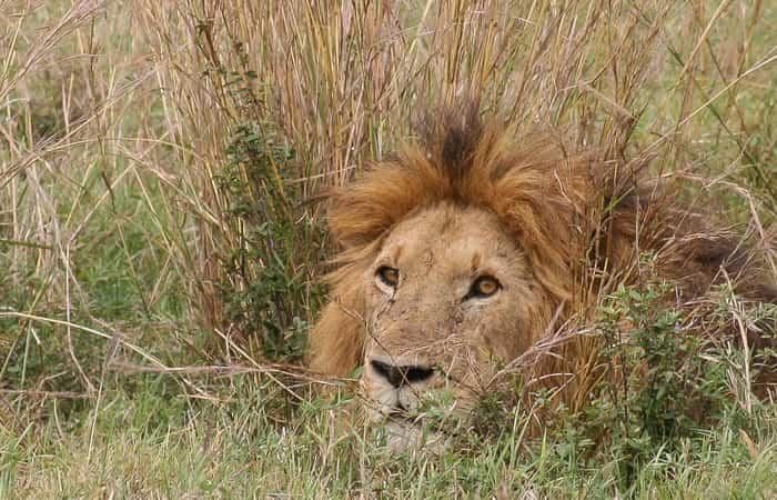 Kenya: i 5 piani più affascinanti per viaggi in famiglia
