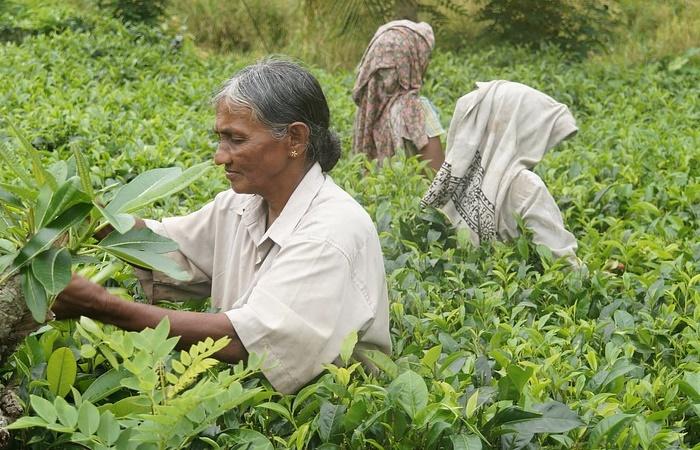 10 Kuriositäten über Sri Lanka, eine authentische Perle im Indischen Ozean