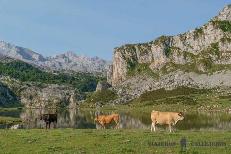 Visitar los Lagos de Covadonga
